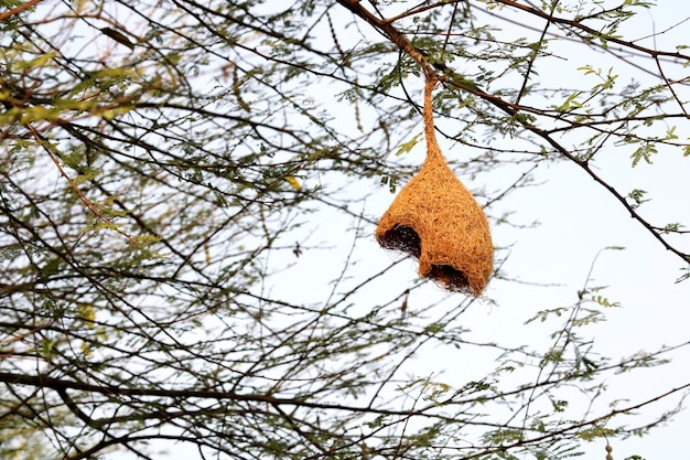 Un nid d'oiseau incomplet suspendu à un arbre