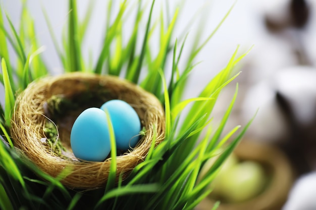 Nid d'oiseau avec des oeufs. Branches de saule et premières verdures. Fond de Pâques. Dimanche des Rameaux. Fête chrétienne. Fond de printemps.