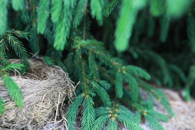 Nid d'oiseau avec oiseau au début de l'été Oeufs et poussins d'un petit oiseau Starling Nourrit les poussins