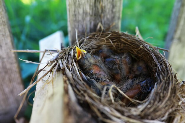 Nid d'oiseau avec oiseau au début de l'été Oeufs et poussins d'un petit oiseau Starling Nourrit les poussins