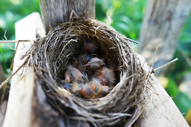 Photo nid d'oiseau avec oiseau au début de l'été oeufs et poussins d'un petit oiseau starling nourrit les poussins