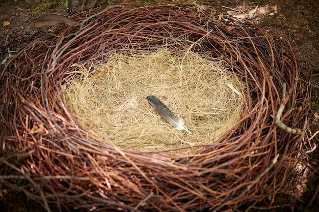 Nid d'oiseau avec une plume sur la paille vide nid d'oiseau abandonné fait de branches et de paille gros plan