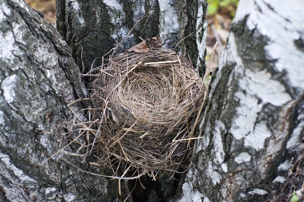 Nid d'oiseau vide se bouchent Symbole de la famille et de la maison