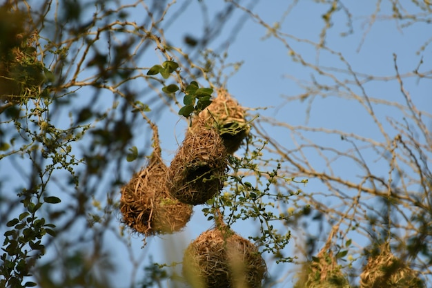 Un nid d'oiseaux dans un arbre avec des feuilles et des branches