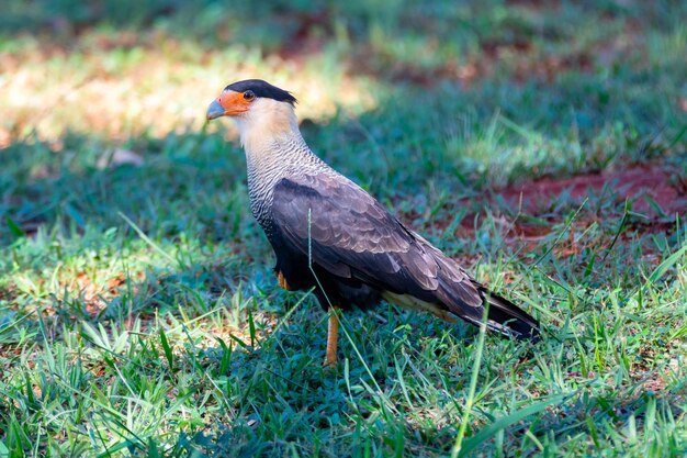 Nid d'oiseaux fait avec des bâtons sur l'arbre dans le biome du Cerrado