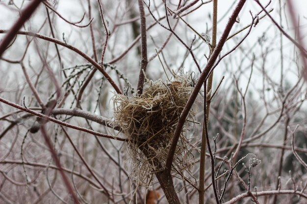 Un nid oublié couvert de givre dans le parc