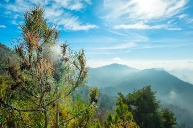 Nid de processionnaire dans les montagnes