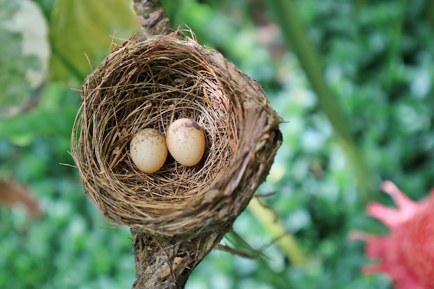 Photo un nid rempli de deux oeufs d'oiseaux magpie robin dans la branche d'un arbre.