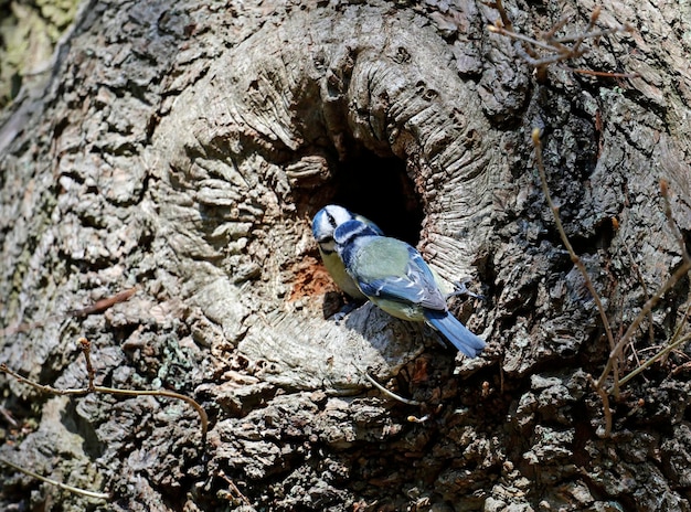 Nidification des mésanges bleues dans les bois