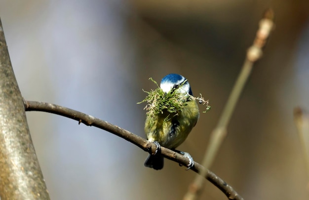 Nidification des mésanges bleues dans les bois