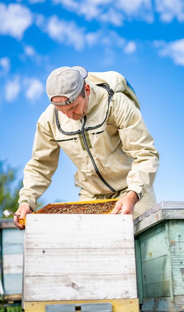 Nids d'abeilles en bois Ferme apicole agricole