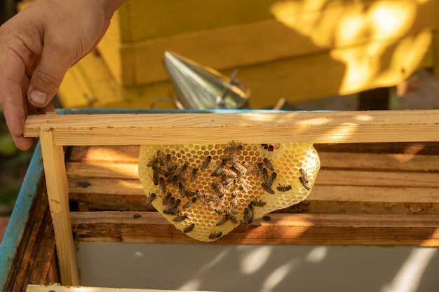 Nids d'abeilles en cire et abeilles sur un cadre L'apiculteur sort un cadre de la ruche pour inspecter les abeilles