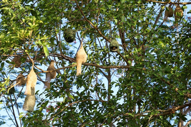 Les nids d'oiseaux sont suspendus à l'arbre