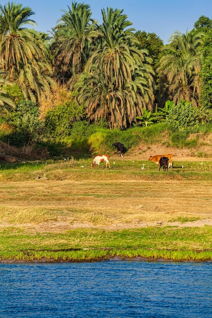 Le Nil en Egypte La vie sur le Nil