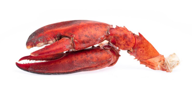 Photo nipper de crevettes homard isolé sur fond blanc