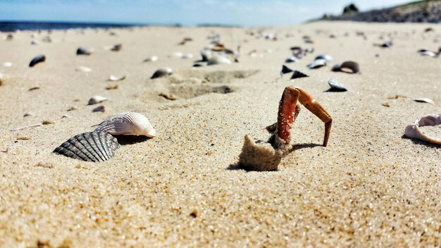 Niveau de surface des coquillages sur la plage