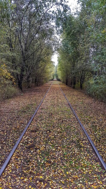 Niveau de surface du rail dans la forêt