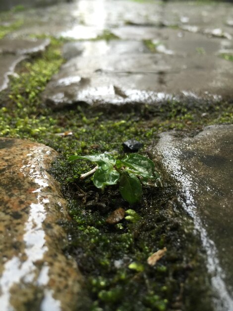 Photo niveau de surface du sentier piétonnier humide