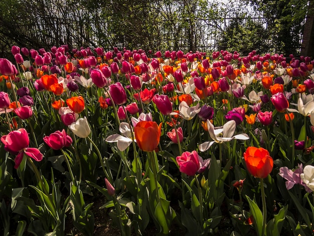 Niveau de surface des fleurs qui poussent sur le paysage