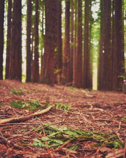 Photo niveau de surface de la forêt