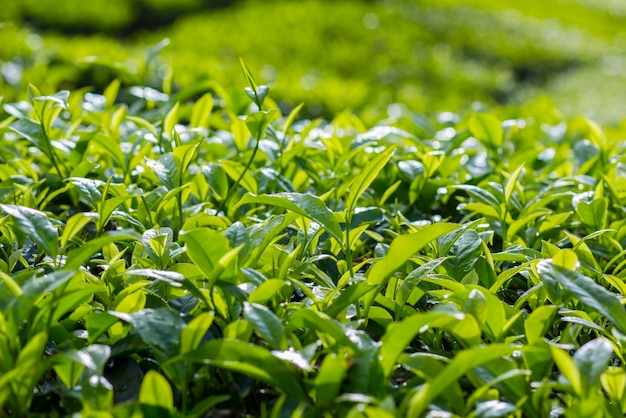 Niveau de surface des plantes vertes