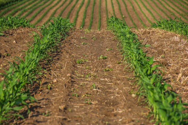 Photo niveau de surface de la route de terre dans le champ