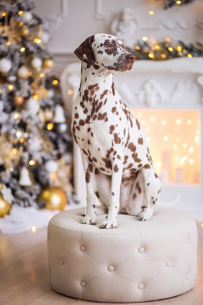 NOËL DRÔLE OU CHIEN DU NOUVEL AN. Le CHIOT est un chien dalmatien assis