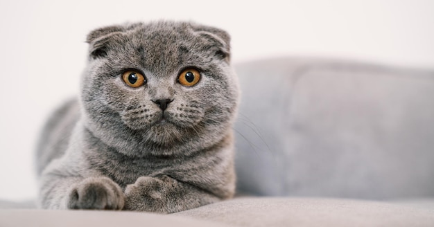 Noble chat fier allongé sur un canapé. Le Scottish Fold Shorthair avec une fourrure bleu-gris, avec un espace de copie pour votre texte individuel.