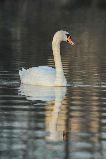 Noble cygne blanc