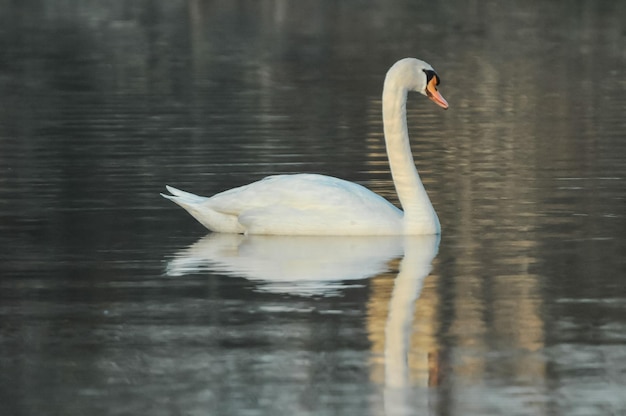 Noble cygne blanc