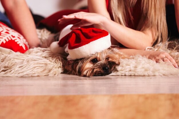 Noël dogyorkie chien portant le Père Noël beau couple avec un petit chien sur le lit