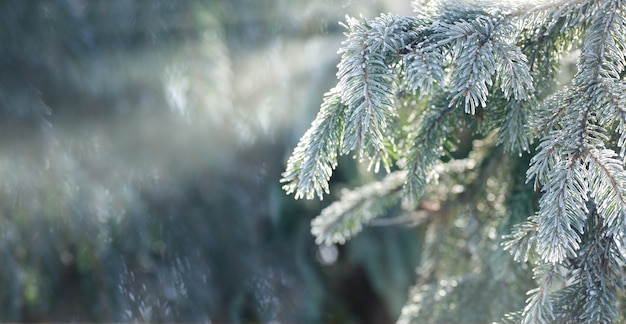 Noël, hiver avec thuya givré.