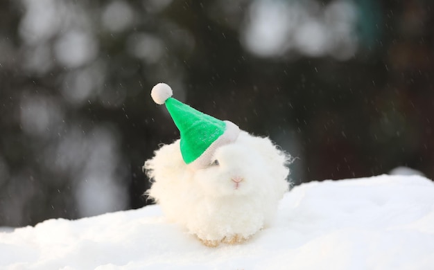 Noël, lapin blanc du Père Noël dans la neige