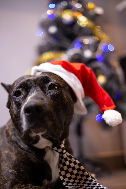 Noël à la maison avec le chien