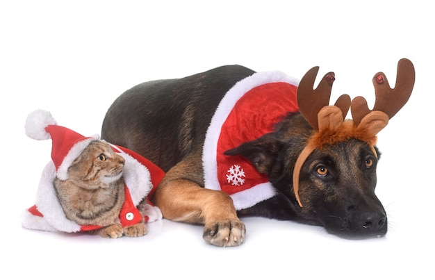 Noël malinois et chat