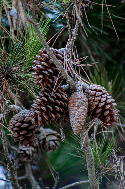 noël naturel cônes de pin forêt d'hiver gros plan