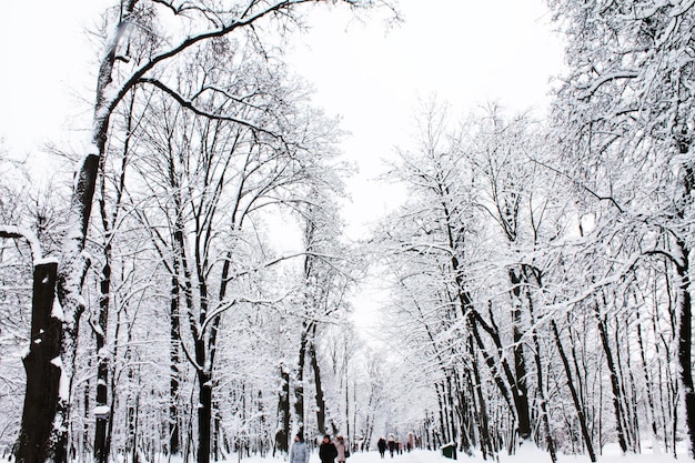 Noël et Nouvel An Une belle allée enneigée enveloppée de neige