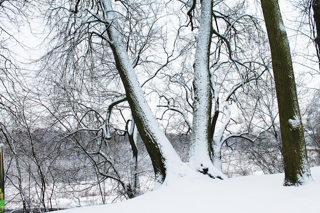 Noël et nouvel an d'hiver Arbre puissant couvert de neige Paysage d'hiver