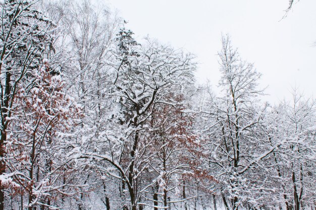 Noël et Nouvel An La neige molle a couvert les branches des sorbiers