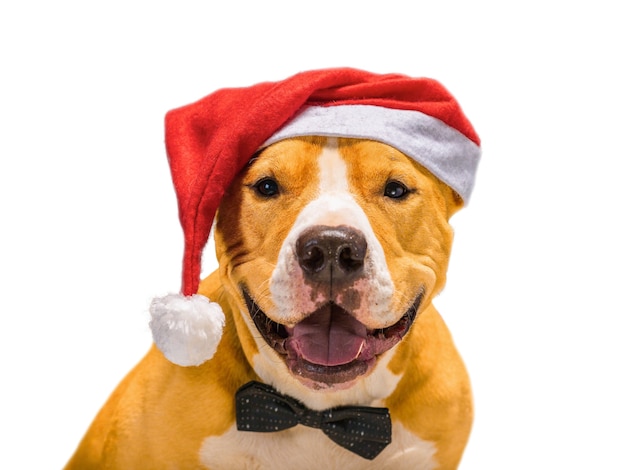 Noël Staffordshire Terrier en Santa Claus Santa hat rouge sur un fond blanc isolé