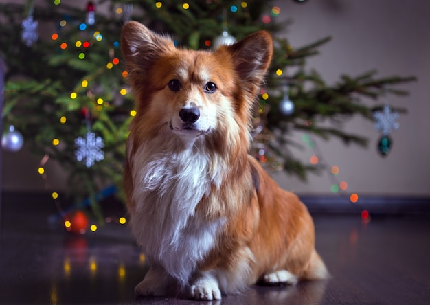 Noël. très beau chien moelleux corgi sur le fond de l'arbre de Noël