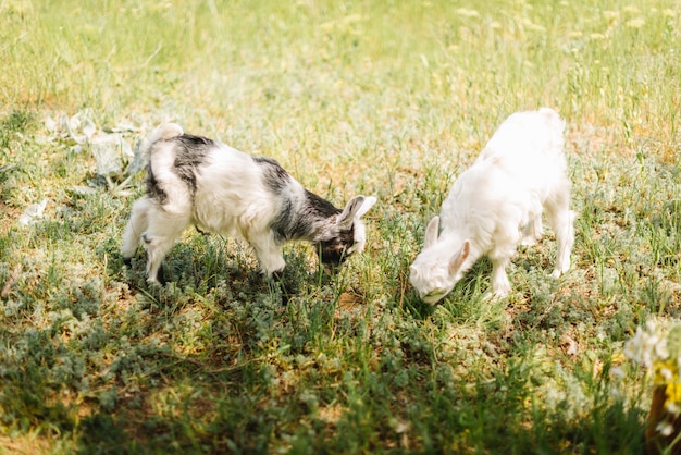 Noir et blanc petit bébé nouveau-né chèvre mangeant de l'herbe à la ferme de campagne