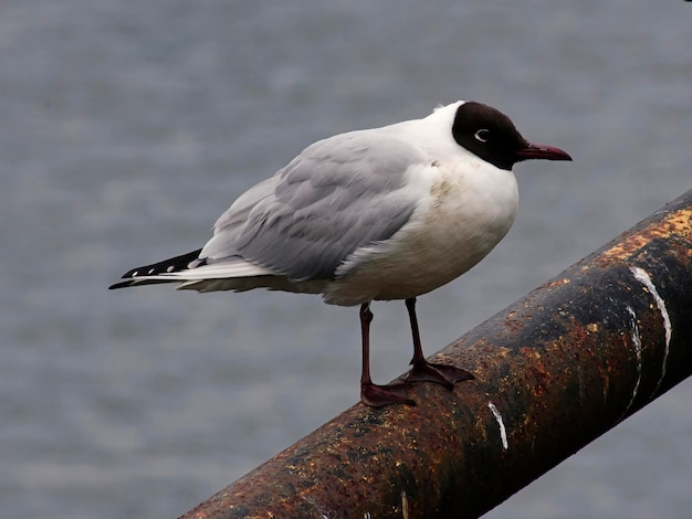 noir Mouette rieuse