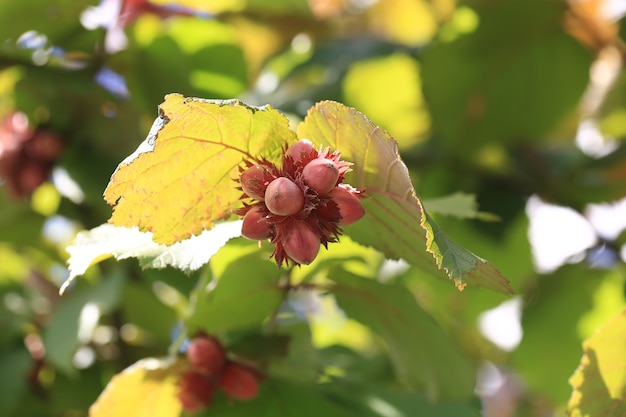 Noisettes sur un arbre aux feuilles vertes