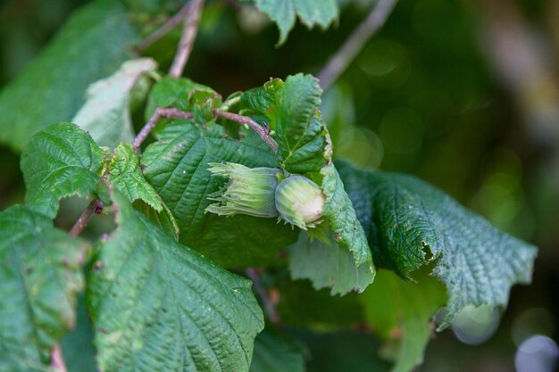 Noisettes encore accrochées à l'arbre