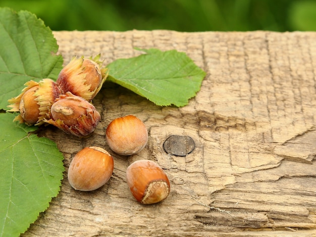 Photo noisettes fraîchement cueillies allongées sur l'ancienne planche, sur fond vert