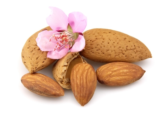 Noix d'amandes et fleurs d'amandes