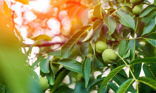 Noix sur un arbre avec des feuilles en arrière-plan