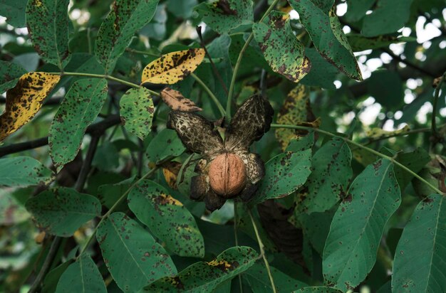 noix sur l'arbre, mûre, verte