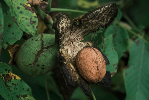 noix sur l'arbre, mûre, verte